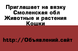 Приглашает на вязку - Смоленская обл. Животные и растения » Кошки   